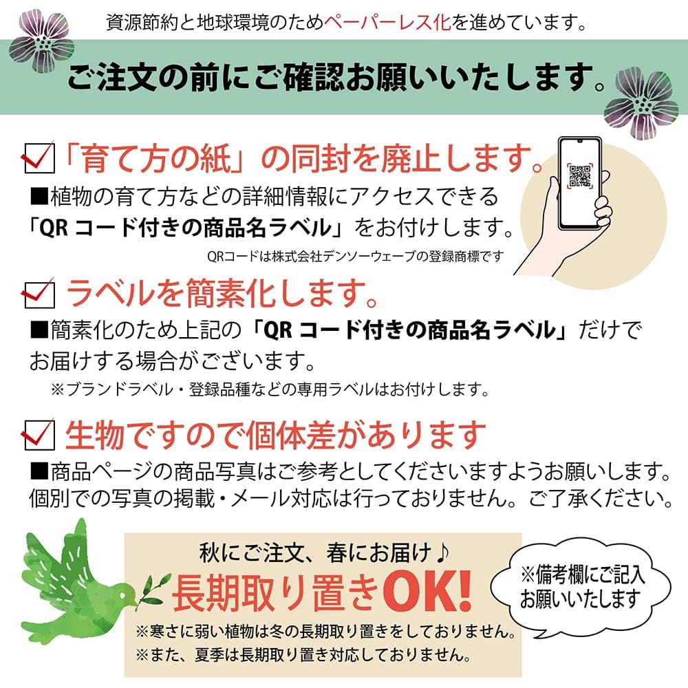 Amazon｜ヤシの木 カナリーヤシ フェニックス ポット苗｜観葉植物